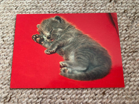 CAT postcard - Collectible card - Printed in Sweden - 2000s - unused
