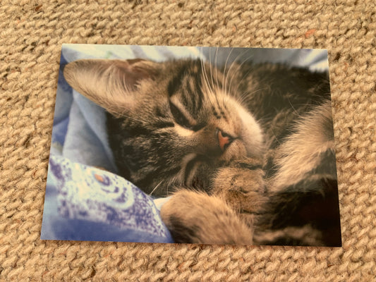 CAT postcard - Collectible card - Printed in Sweden - 2000s - unused