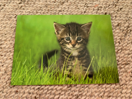 CAT postcard - Collectible card - Printed in Sweden - 2000s - unused