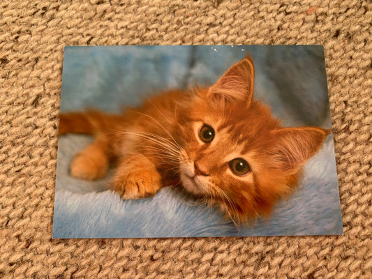 CAT postcard - Collectible card - Printed in Sweden - 2000s - unused