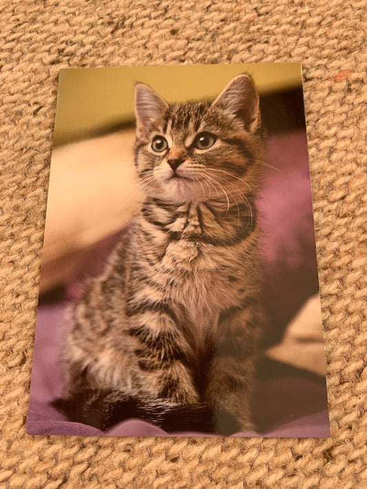 CAT postcard - Collectible card - Printed in Sweden - 2000s - unused