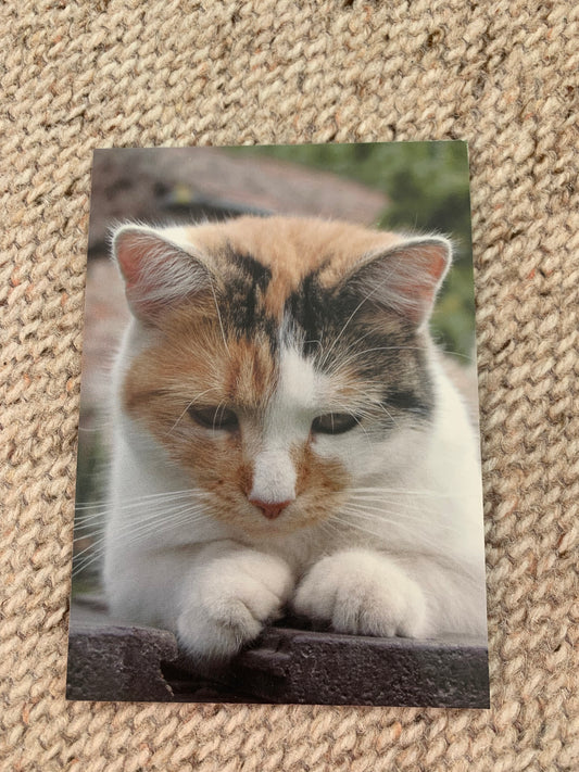 CAT postcard - Collectible card - 2000s - unused