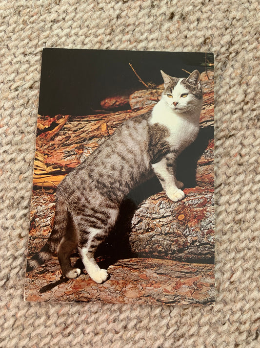 CAT postcard - Collectible card - West-Germany 1980s - unused