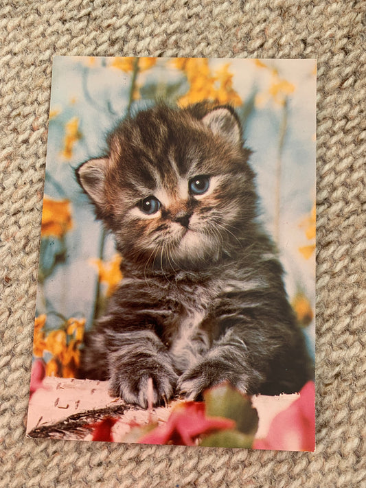 CAT postcard - Collectible card - West-Germany 1980s - unused