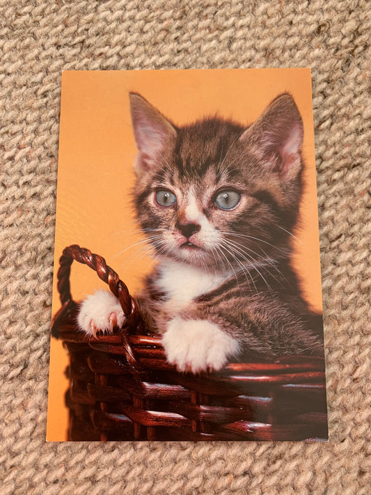 CAT postcard - Collectible card - 2000s - unused