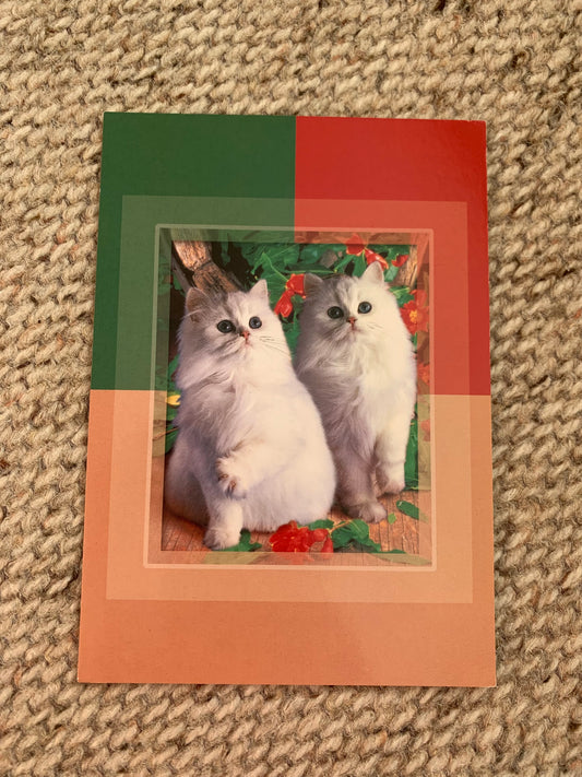 CAT postcard - Collectible card - Marant cards - 2000s - unused
