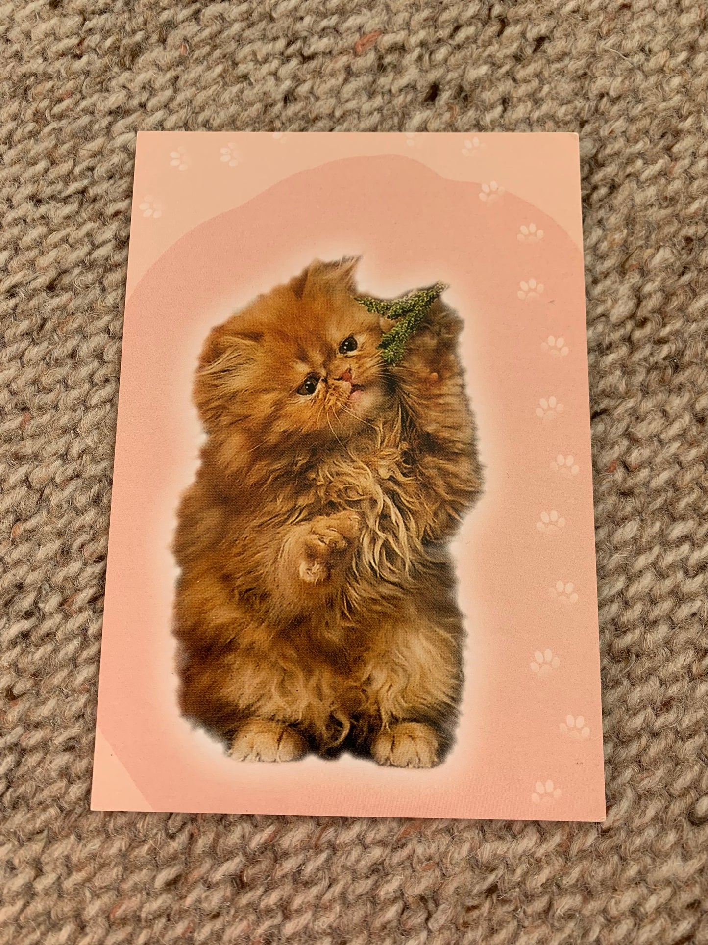 CAT postcard - Collectible card - 2000s - Printed in Estonia - unused