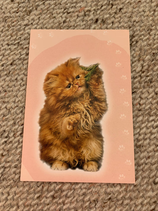 CAT postcard - Collectible card - 2000s - Printed in Estonia - unused