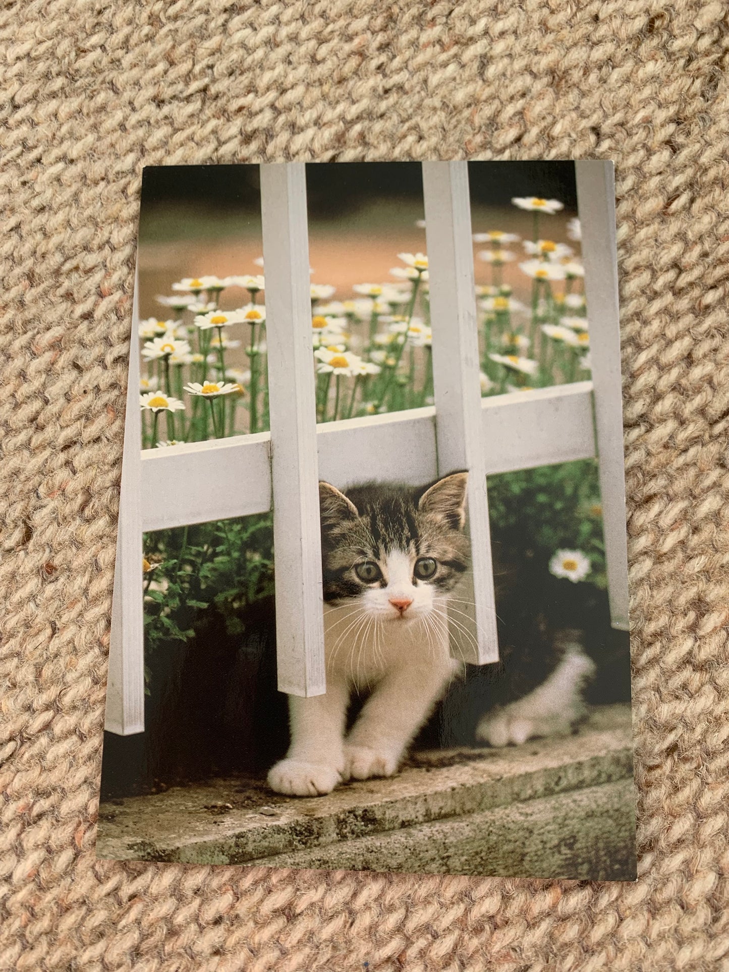 CAT postcard - Collectible card - unused