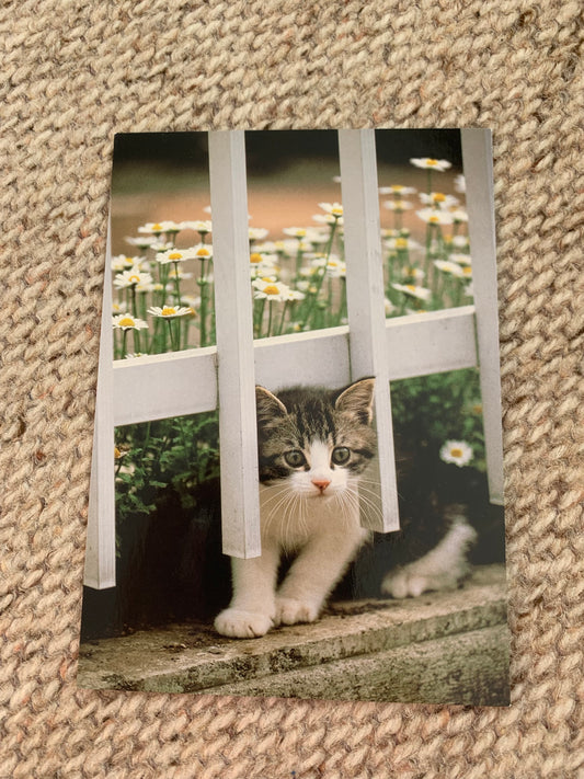 CAT postcard - Collectible card - unused