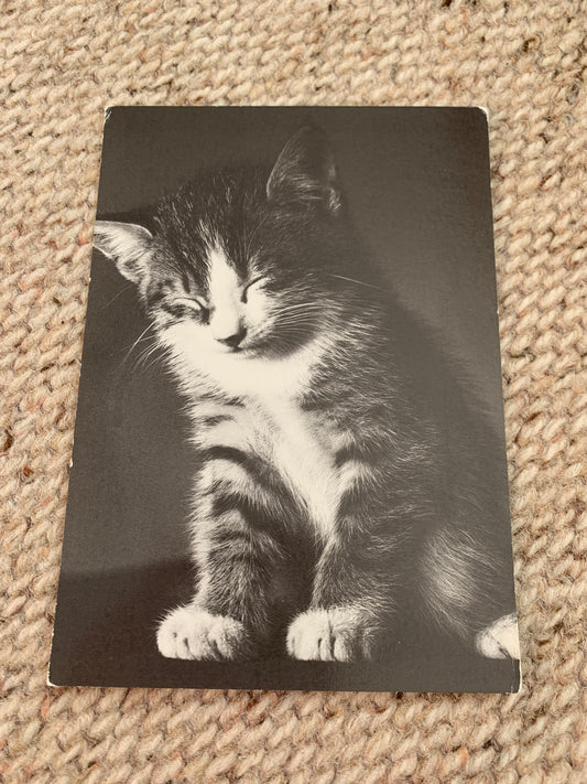 CAT postcard - Black and white collectible card - Printed in Switzerland - 1987 - unused
