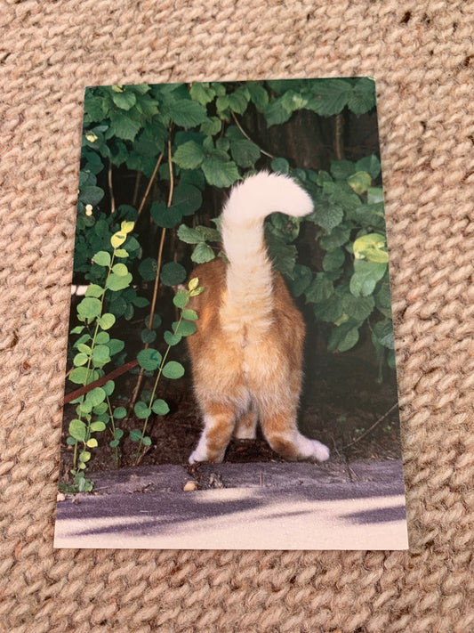 CAT postcard - Collectible card - Printed in Denmark - 2000s - unused