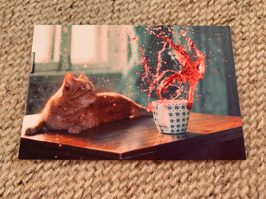 CAT postcard - Collectible card - 2000s - unused
