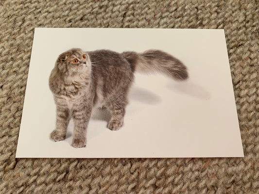 CAT postcard - Collectible card - 2000s - unused