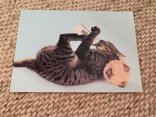 CAT postcard - Collectible card - Printed in Italy - 1996 - unused