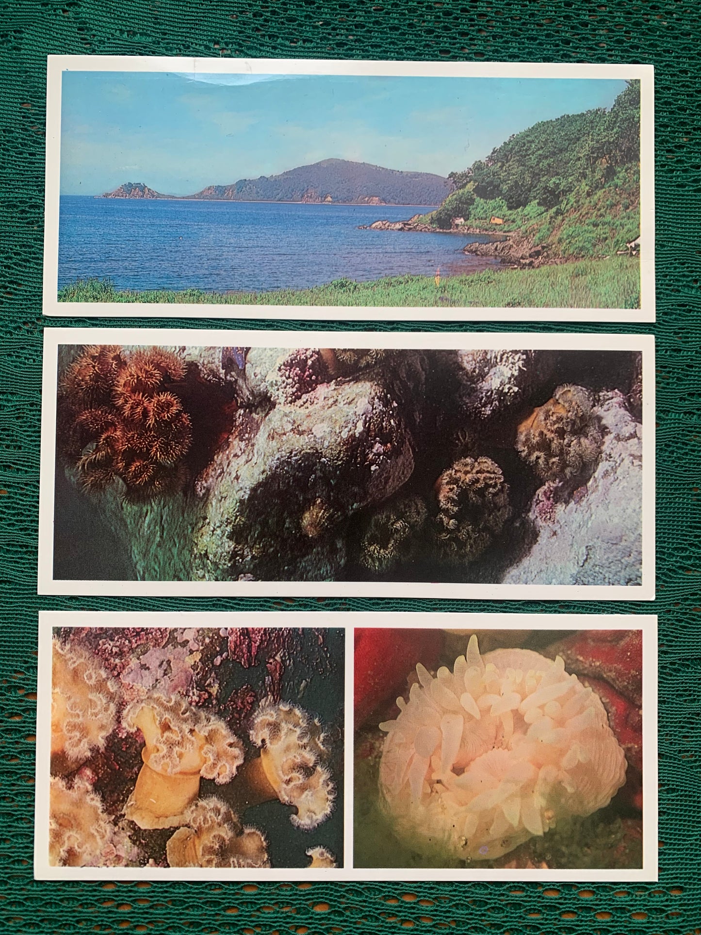 Soviet-time postcard set for collecting - Excursion into nature - Inhabitants of the Sea of Japan - 1977 - unused 21 postcards