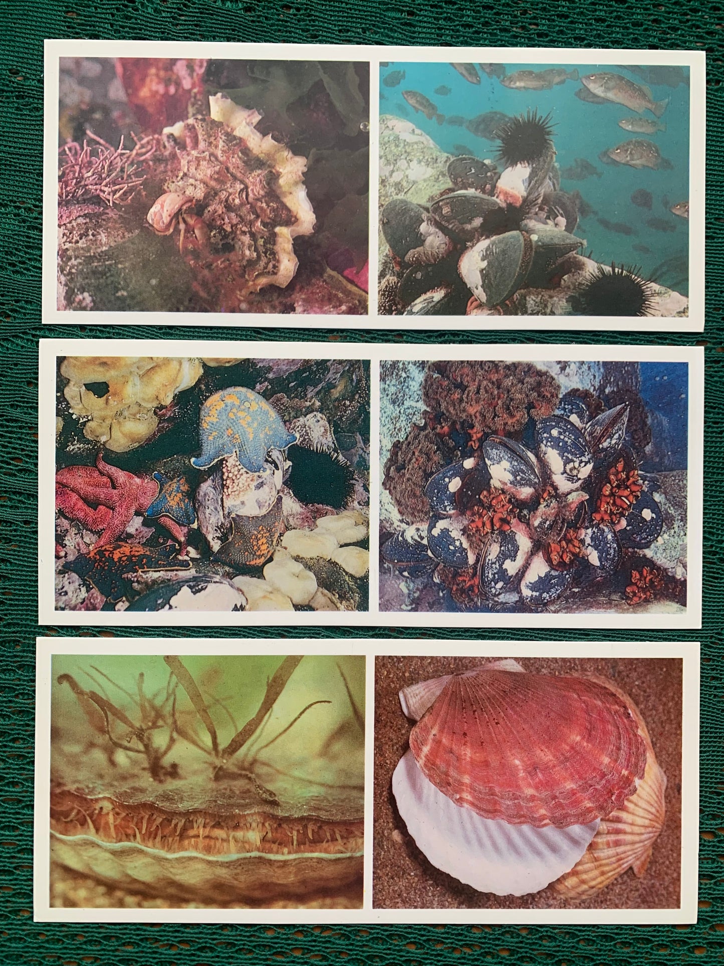 Soviet-time postcard set for collecting - Excursion into nature - Inhabitants of the Sea of Japan - 1977 - unused 21 postcards