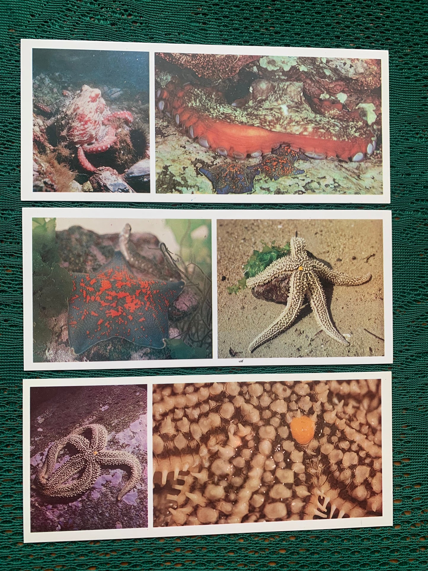Soviet-time postcard set for collecting - Excursion into nature - Inhabitants of the Sea of Japan - 1977 - unused 21 postcards