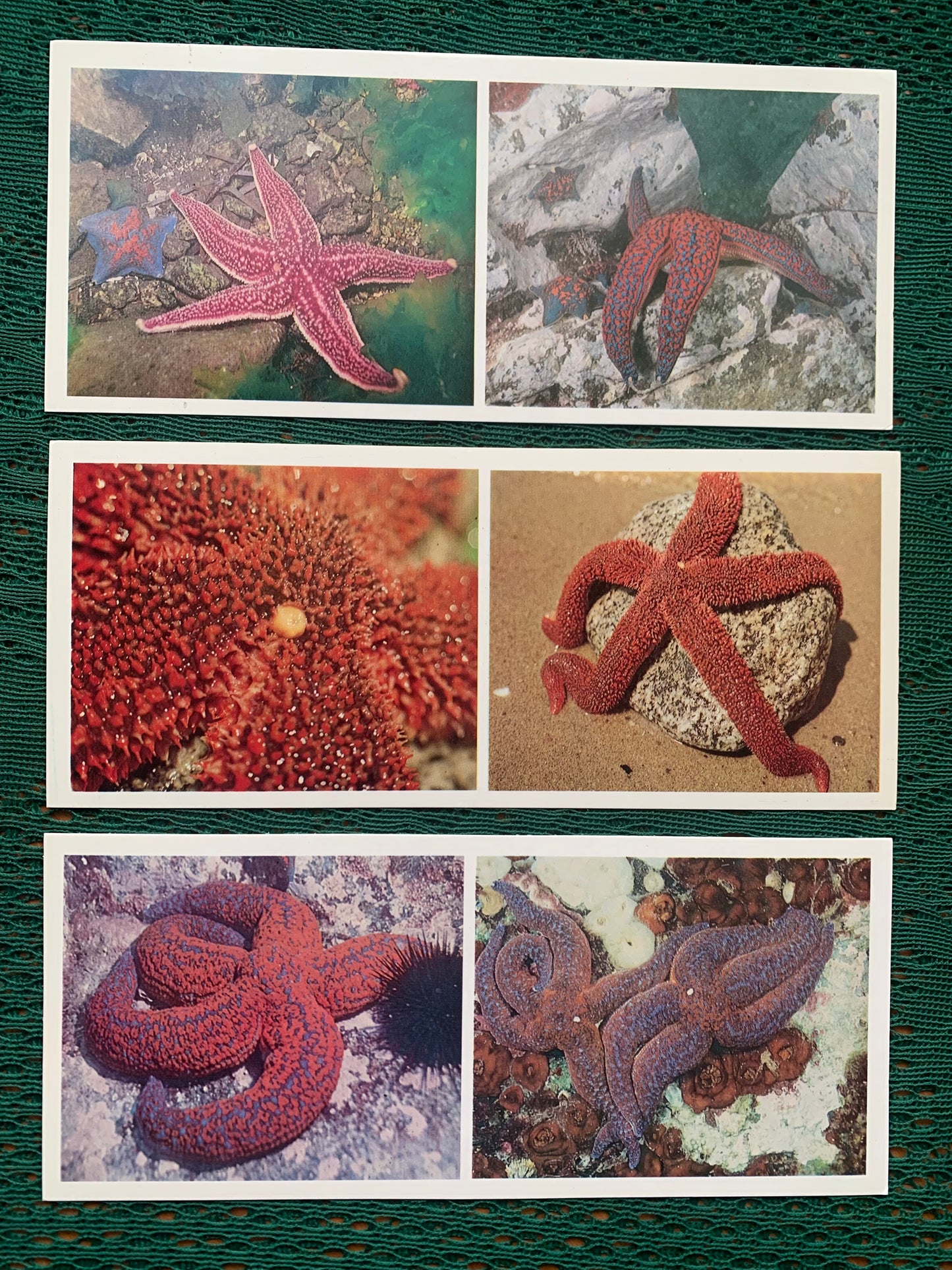 Soviet-time postcard set for collecting - Excursion into nature - Inhabitants of the Sea of Japan - 1977 - unused 21 postcards