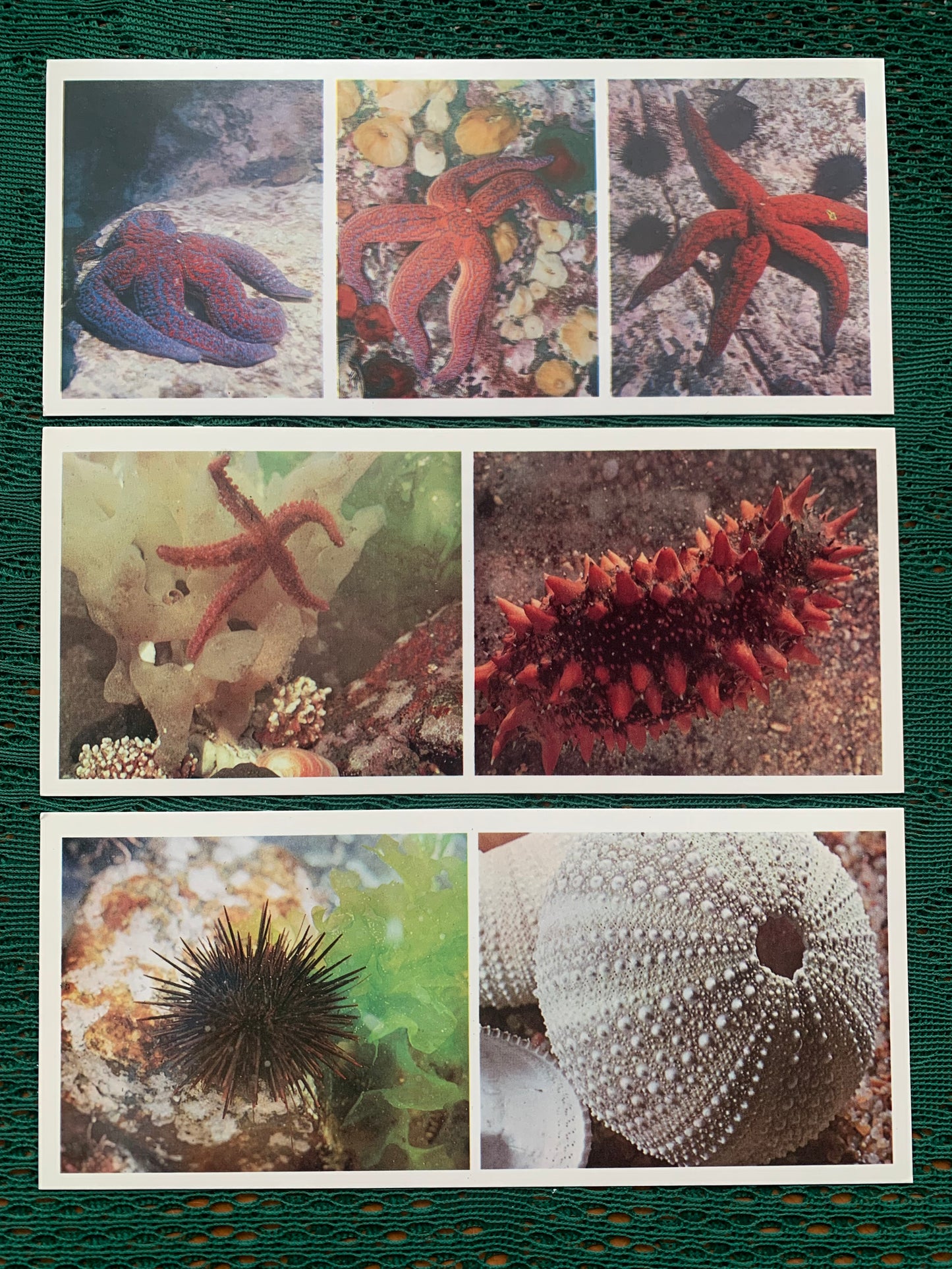 Soviet-time postcard set for collecting - Excursion into nature - Inhabitants of the Sea of Japan - 1977 - unused 21 postcards