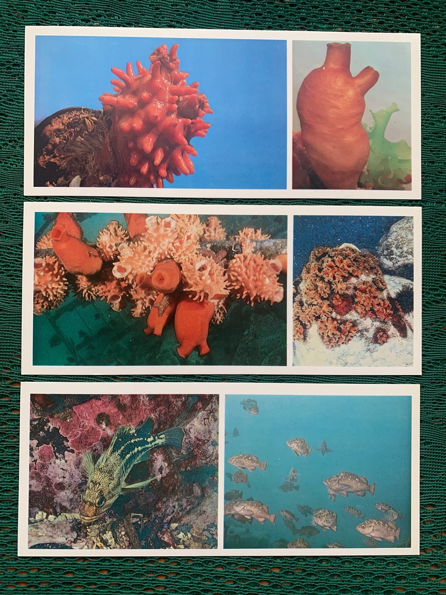 Soviet-time postcard set for collecting - Excursion into nature - Inhabitants of the Sea of Japan - 1977 - unused 21 postcards