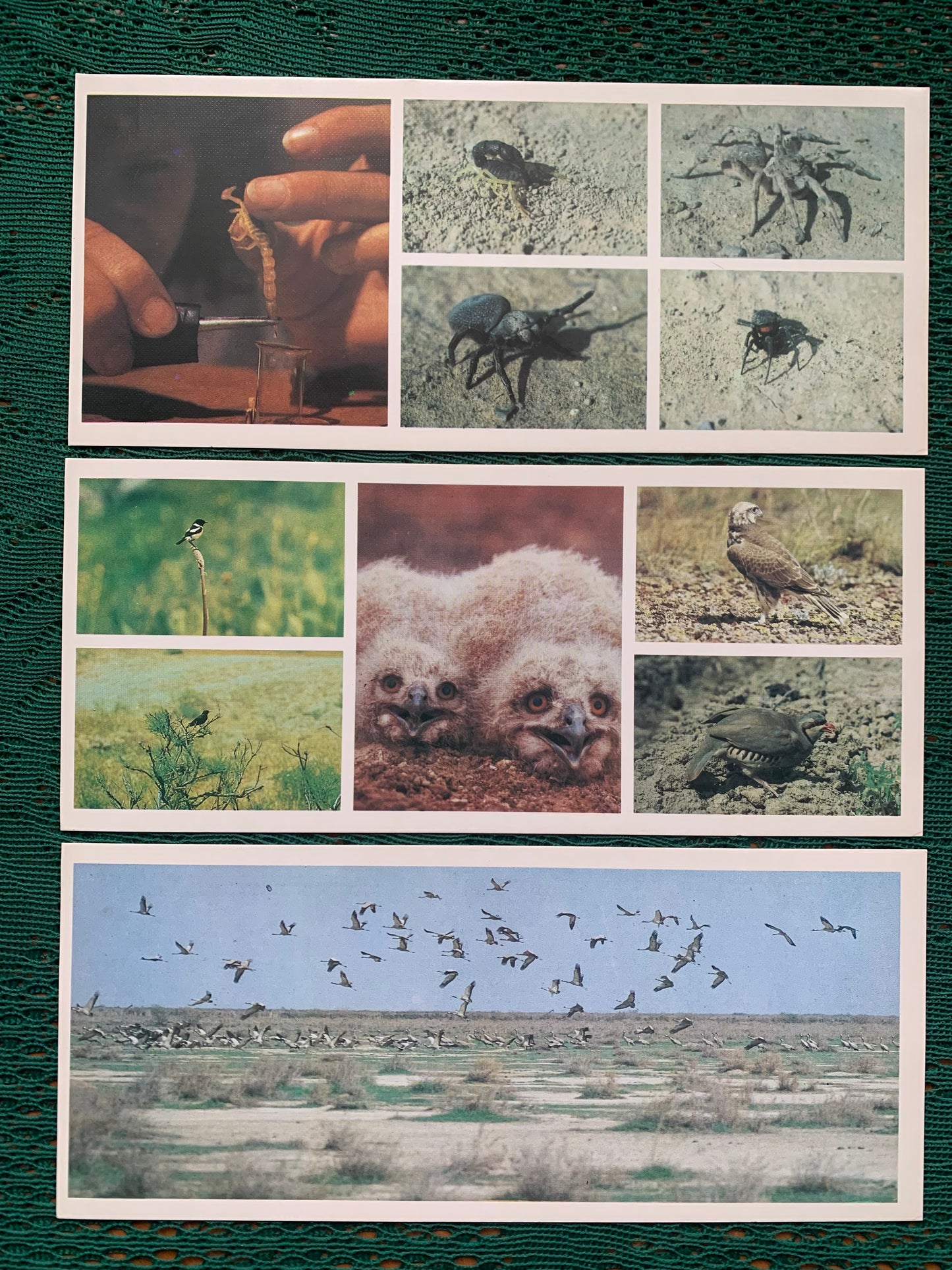 Soviet-time postcard set for collecting - Kopetdag nature reserve - Sights of Turkmenistan - 1985 - unused 15 postcards