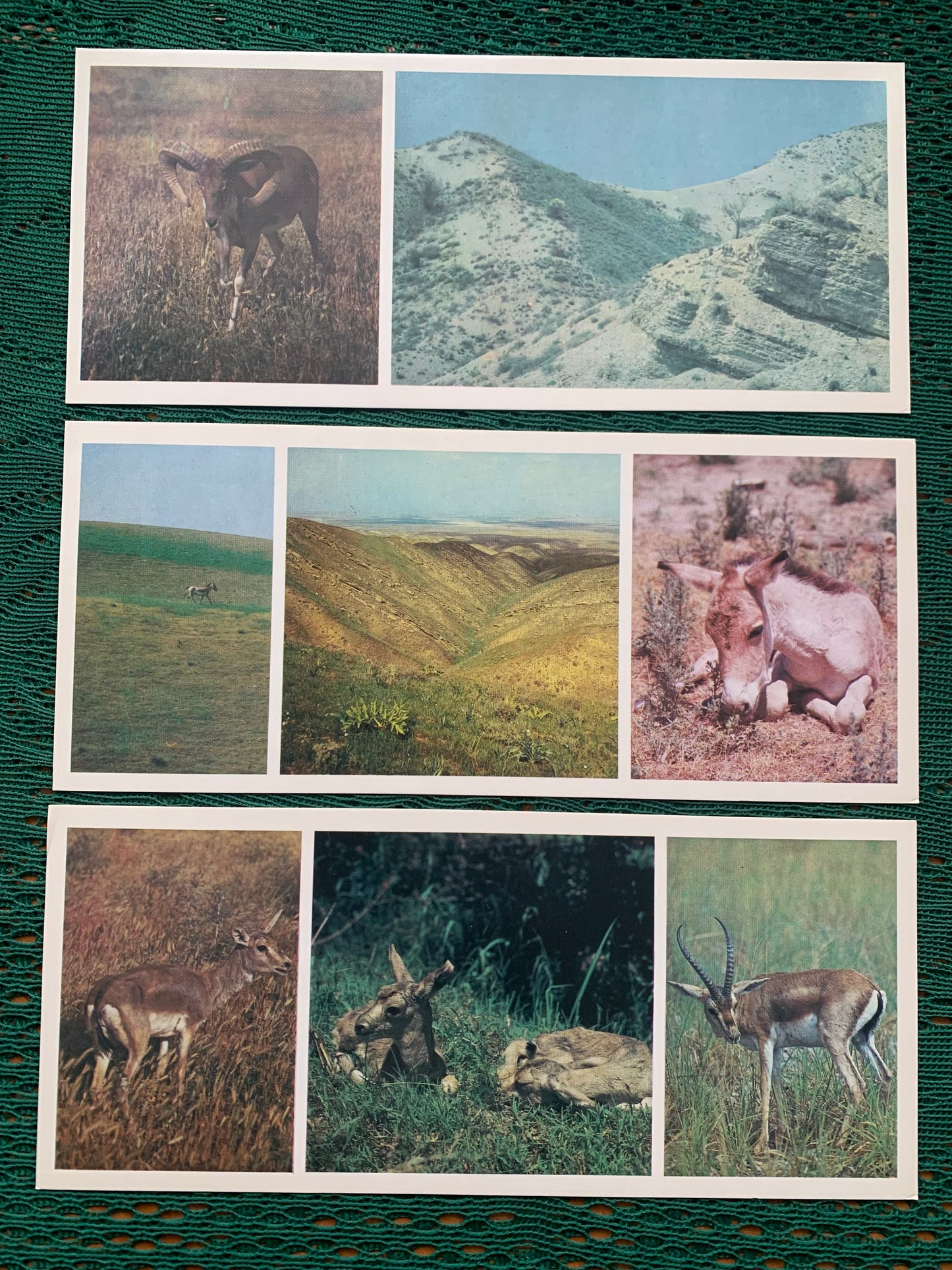 Soviet-time postcard set for collecting - Kopetdag nature reserve - Sights of Turkmenistan - 1985 - unused 15 postcards