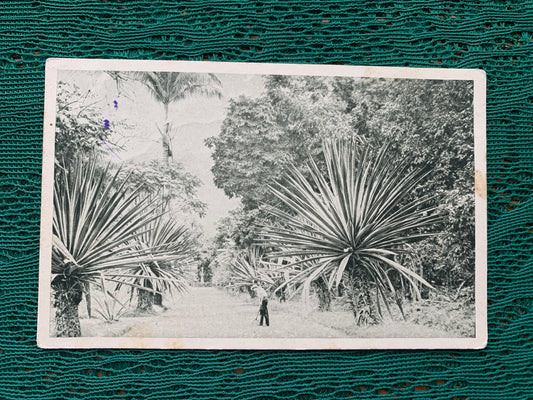 Old postcard - Antique postcard - Botanical Garden - RIO DE JANEIRO - early 1900s - Unused