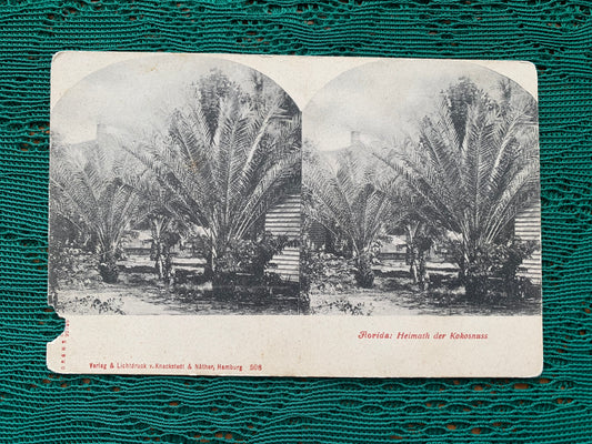 Old postcard - Antique postcard - Florida: Home of Coconuts - early 1900s - Unused