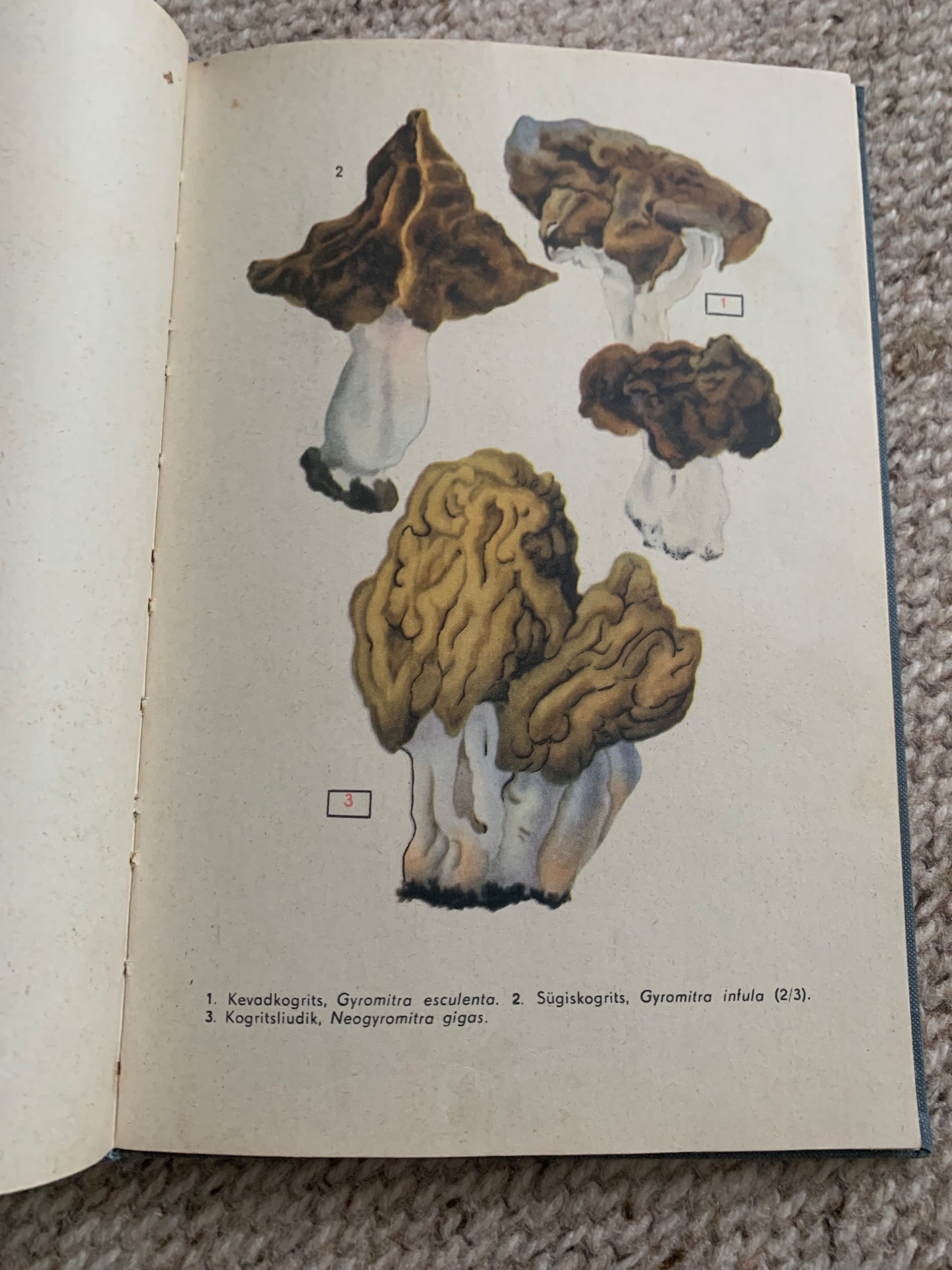 Vintage Reference Book in Estonian - SEENED - MUSHROOMS - Printed in USSR - 1966