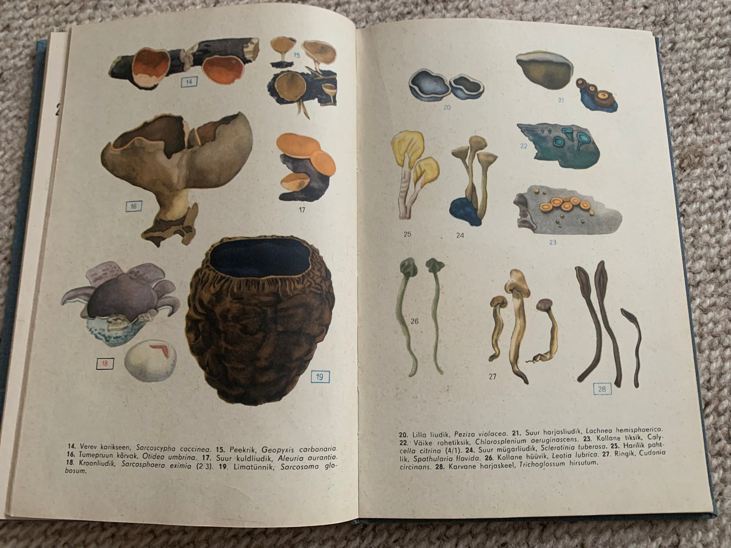 Vintage Reference Book in Estonian - SEENED - MUSHROOMS - Printed in USSR - 1966
