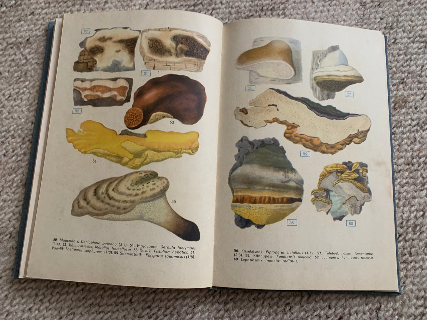 Vintage Reference Book in Estonian - SEENED - MUSHROOMS - Printed in USSR - 1966