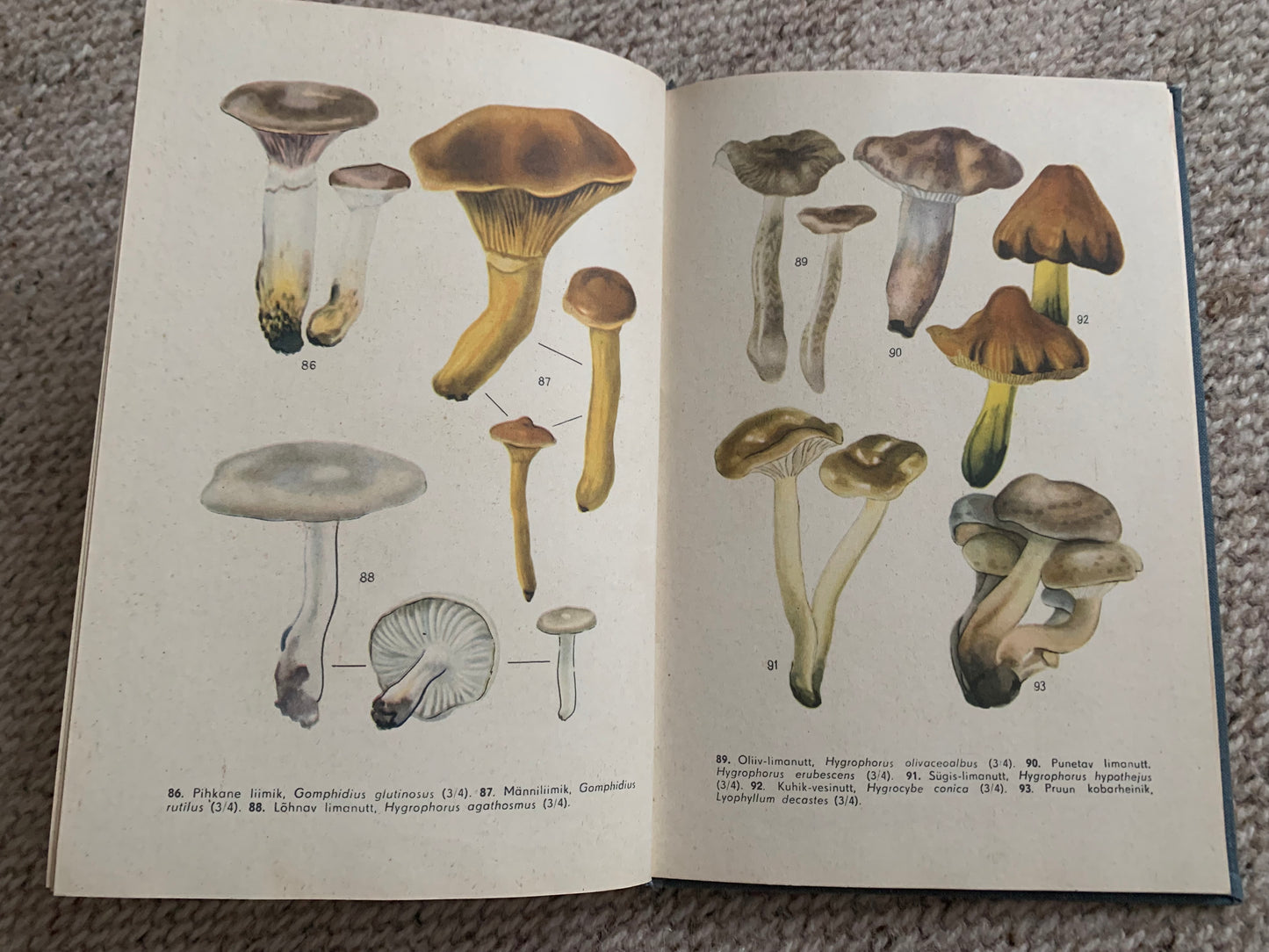 Vintage Reference Book in Estonian - SEENED - MUSHROOMS - Printed in USSR - 1966