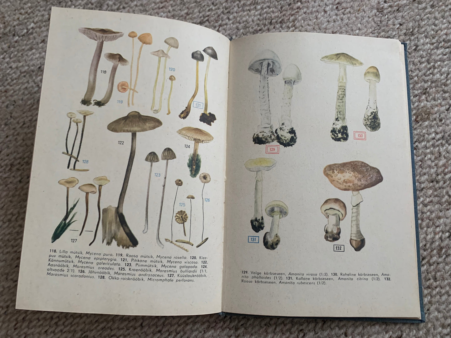 Vintage Reference Book in Estonian - SEENED - MUSHROOMS - Printed in USSR - 1966
