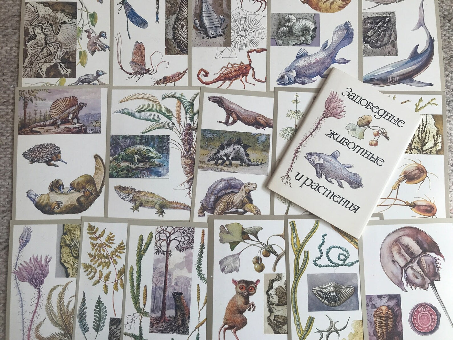 Set of 16 Vintage USSR collectible cards - "Protected animals and plants" - 1983 - unused
