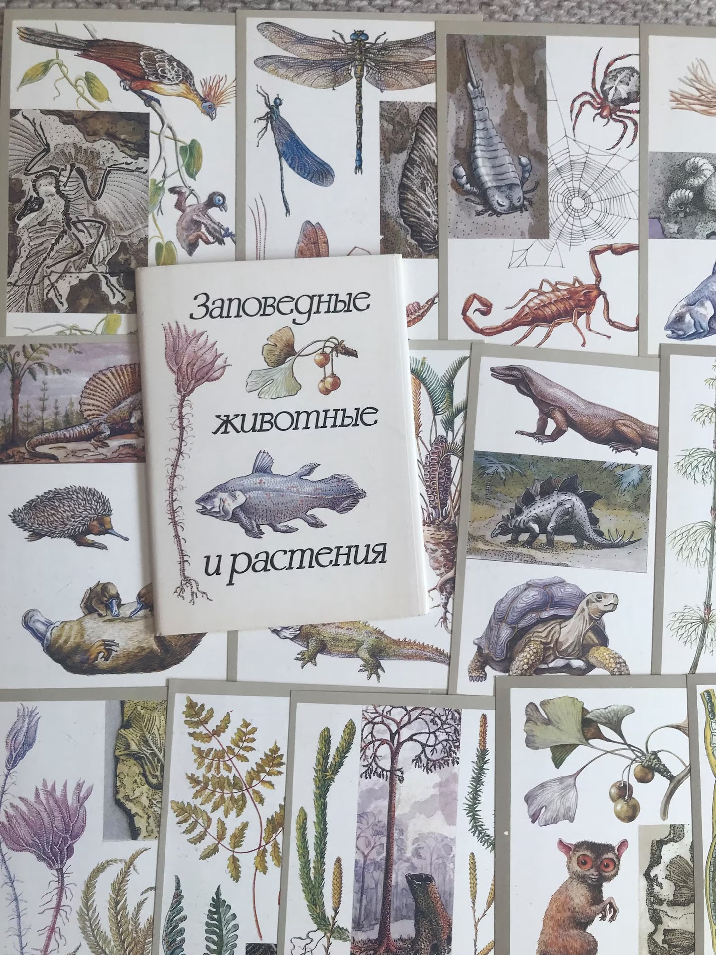 Set of 16 Vintage USSR collectible cards - "Protected animals and plants" - 1983 - unused
