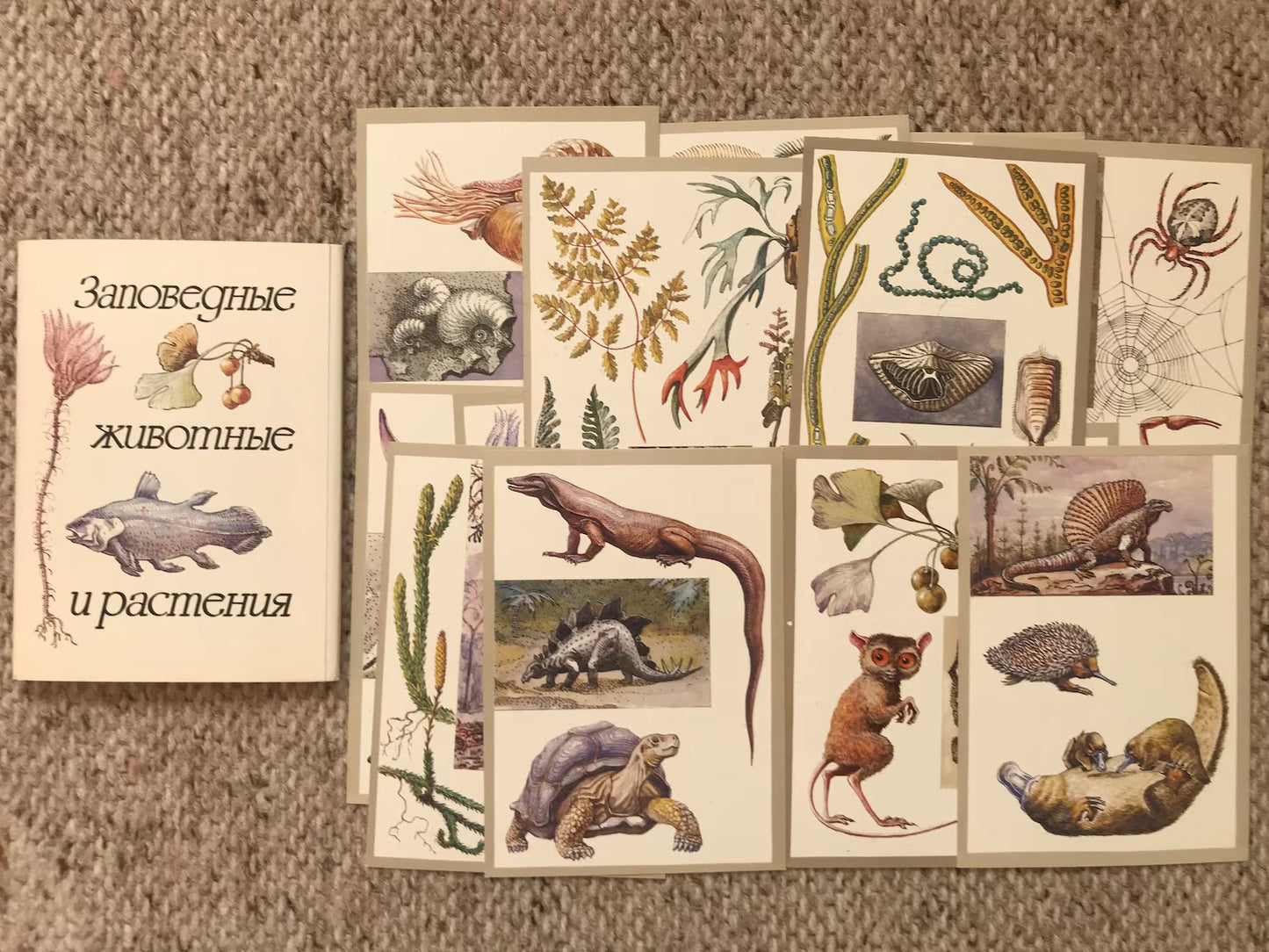 Set of 16 Vintage USSR collectible cards - "Protected animals and plants" - 1983 - unused