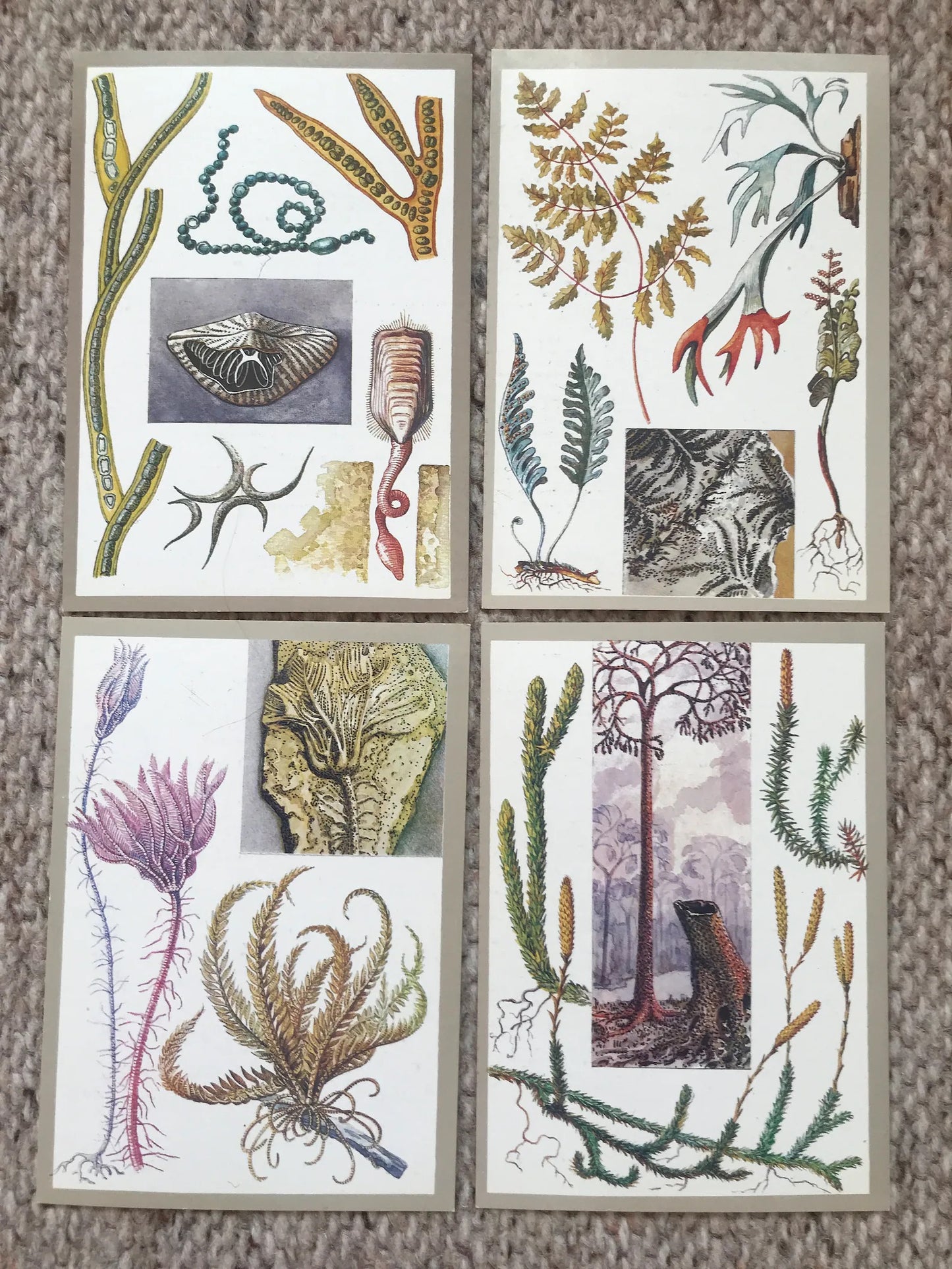 Set of 16 Vintage USSR collectible cards - "Protected animals and plants" - 1983 - unused