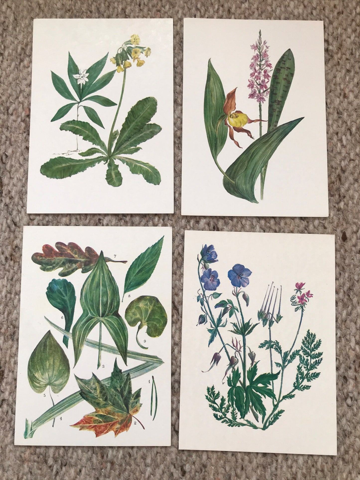 Set of 32 Vintage USSR collectible cards - Biology Cards - "For the Young Botanist" - 1980 - unused
