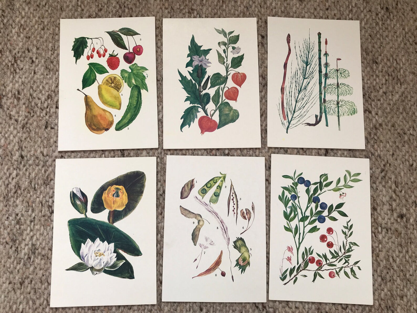 Set of 32 Vintage USSR collectible cards - Biology Cards - "For the Young Botanist" - 1980 - unused