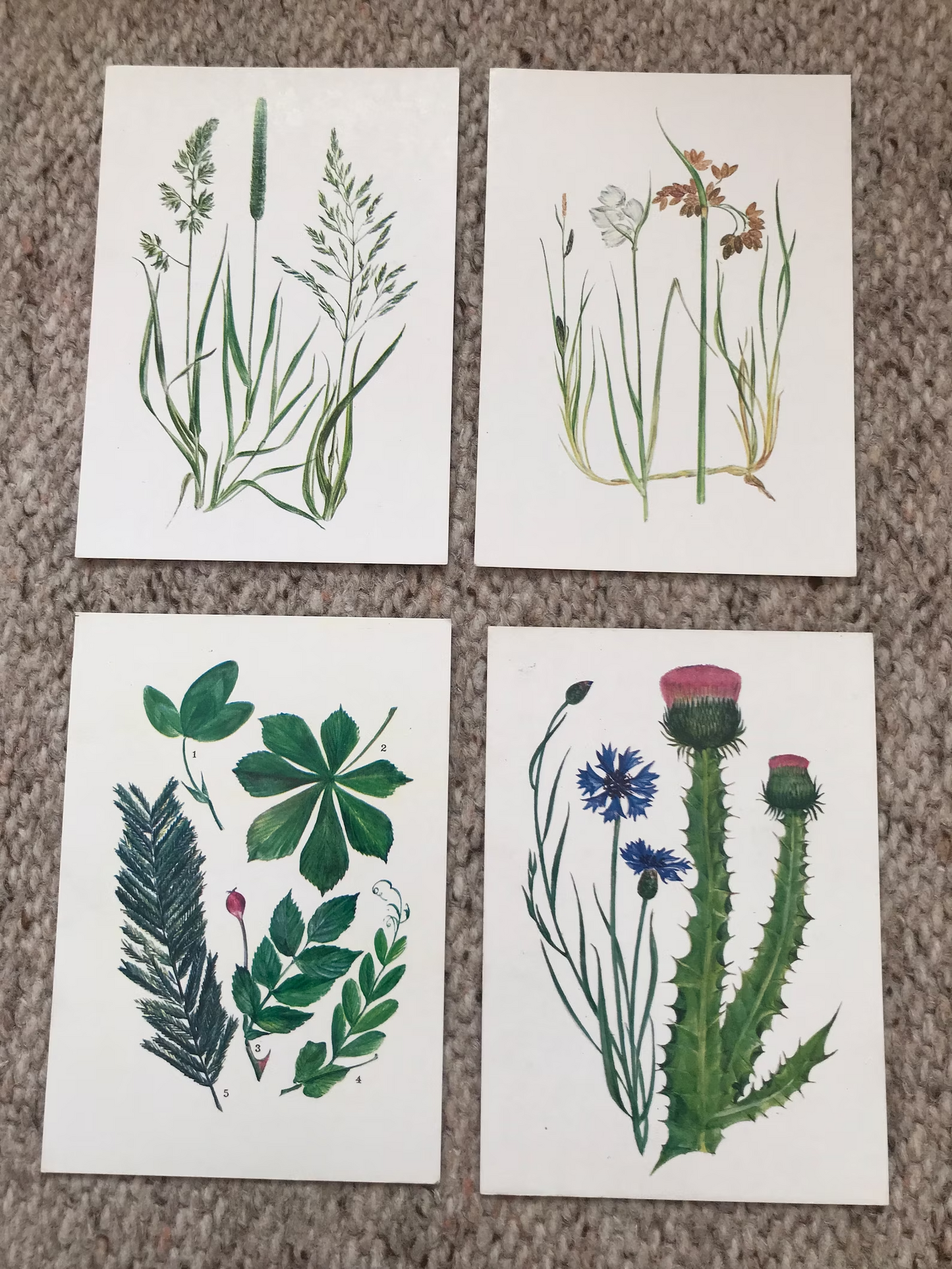 Set of 32 Vintage USSR collectible cards - Biology Cards - "For the Young Botanist" - 1980 - unused
