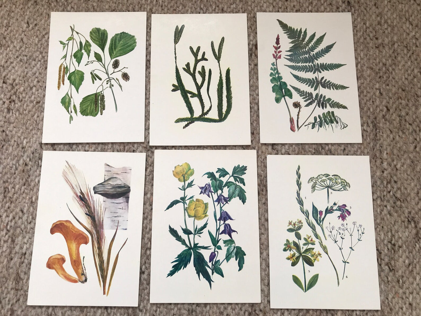 Set of 32 Vintage USSR collectible cards - Biology Cards - "For the Young Botanist" - 1980 - unused
