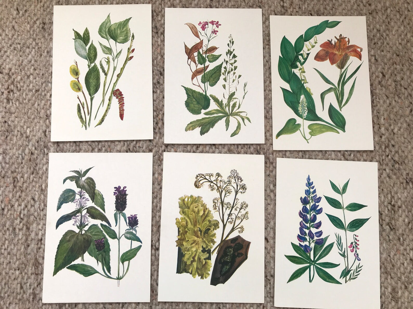 Set of 32 Vintage USSR collectible cards - Biology Cards - "For the Young Botanist" - 1980 - unused