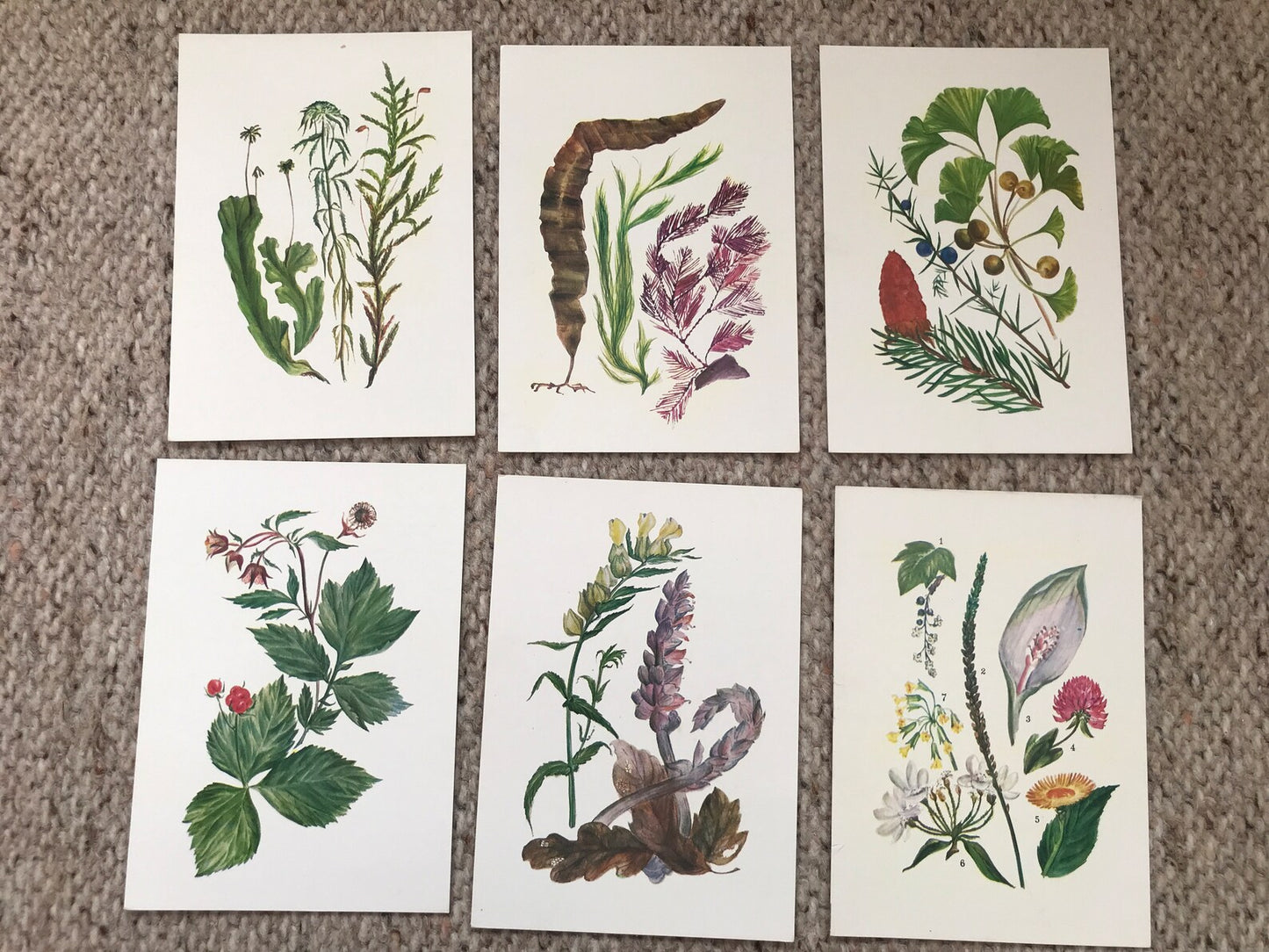 Set of 32 Vintage USSR collectible cards - Biology Cards - "For the Young Botanist" - 1980 - unused
