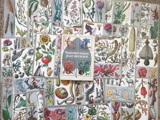 Set of 32 Vintage USSR collectible cards - Biology Cards - Amazing Plants - 1989 - unused